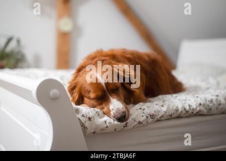 Un cane carino che dorme nel letto del suo proprietario in camera da letto. L'adorabile Duck Tolling Retriever della nuova Scozia da solo a casa. Foto Stock