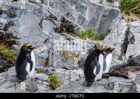 Regno Unito (BOT) Isola della Georgia del Sud, Hercules Bay. Pinguini di Macaroni (SELVATICI: Eudyptes chrysolophus) Foto Stock