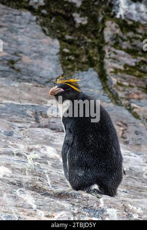 Regno Unito (BOT) Isola della Georgia del Sud, Hercules Bay. Pinguini di Macaroni (SELVATICI: Eudyptes chrysolophus) Foto Stock