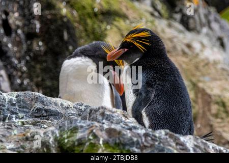 Regno Unito (BOT) Isola della Georgia del Sud, Hercules Bay. Pinguini di Macaroni (SELVATICI: Eudyptes chrysolophus) Foto Stock