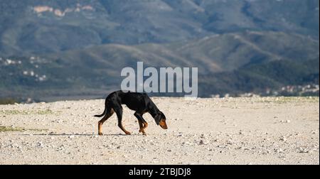 Giovane e magro cane randagio affamato di nero. In viaggio in cerca di cibo. Esausto, doggy. Caldo giorno d'estate. Nessuno, concentrazione selettiva Foto Stock