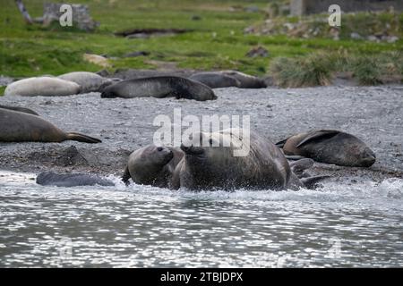 Regno Unito (BOT) Isola della Georgia del Sud, Ocean Harbor. Grande maschio, noto anche come beachmaster, elefante (Mirounga leonina) circondato da femmine. Foto Stock