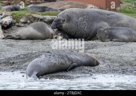 Regno Unito (BOT) Isola della Georgia del Sud, Ocean Harbor. Grande maschio, noto anche come beachmaster, elefante (Mirounga leonina) circondato da femmine. Foto Stock