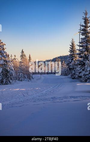 Un centro sciistico fuori dalla città di Ludvika, in Svezia, dove è possibile praticare sci di fondo e ci sono anche piste per slitte trainate da cani Foto Stock