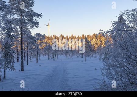 Un centro sciistico fuori dalla città di Ludvika, in Svezia, dove è possibile praticare sci di fondo e ci sono anche piste per slitte trainate da cani Foto Stock