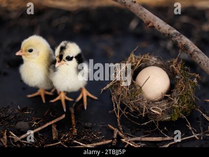 nido, uovo e pulcino di fronte a sfondo scuro Foto Stock