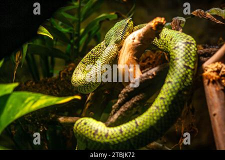 Temple viper, la vipera di Wagler, Tropidolaemus wagleri Foto Stock