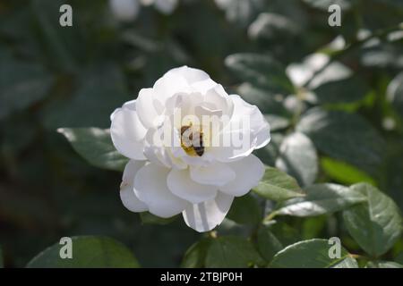Ape miele sul fiore Foto Stock