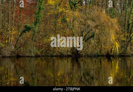 Salice piangente (Salix babylonica) e edera verde con riflessi d'acqua sulla riva di un lago in splendidi colori autunnali Foto Stock