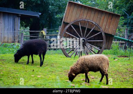 Animazioni di fauna selvatica in un piccolo zoo in Lussemburgo. Foto Stock