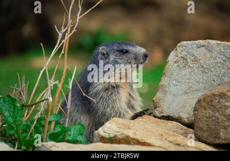 Animazioni di fauna selvatica in un piccolo zoo in Lussemburgo. Foto Stock