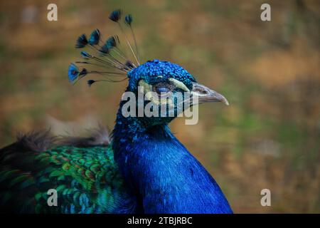 Animazioni di fauna selvatica in un piccolo zoo in Lussemburgo. Foto Stock