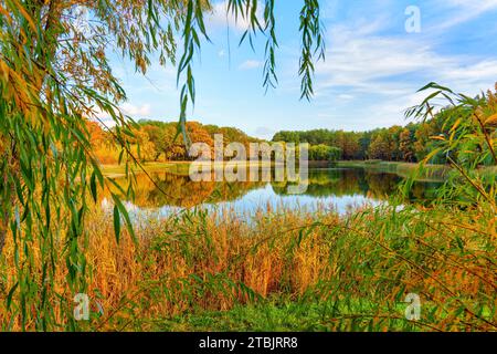 Tranquillo lago immerso nel cuore della foresta autunnale, visto attraverso i rami di salici. Foto Stock