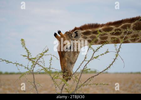 Ritratto delle foglie di giraffa che mangiano dal ramo dell'albero, Parco Nazionale di Etosha, Namibia Foto Stock