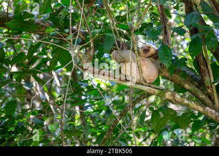 Uno Sloth selvaggio di Hoffmann (choloepus hoffmanni) seduto su un albero in Costa Rica e guardando la telecamera. I concetti potrebbero includere la natura, selvaggia Foto Stock