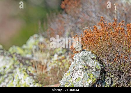 Woodlark (Lullula arborea) su roccia verde lichena nella zona alpina. Foto Stock