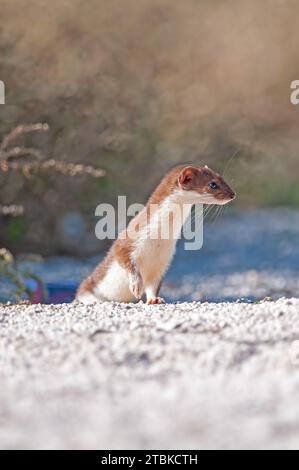 Il meno bello è Weasel (Mustela nivalis) che guarda intorno nel giardino. Foto Stock