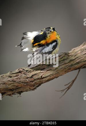 Parula nera che si appollora su un ramo che pulisce il piumaggio ils dopo la migrazione primaverile Foto Stock