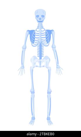 Concetto di vettore della struttura anatomica del corpo Illustrazione Vettoriale
