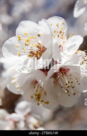 Gli alberi da frutto fioriscono in primavera. Fiori di albicocca su un ramo contro il cielo blu. Natura, mondo ecologico. Primi piani di fiori di albicocca. Foto Stock