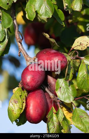 Un mazzo di prugne mature, leggermente maculate (Prunus domestica) appese a un prugna Foto Stock