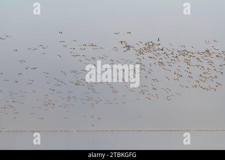 Un gregge di oche dai piedi rosa (Anser brachyrhynchus) che decolla dal lago di Skene nell'Aberdeenshire a Daybreak in una mattinata di Foggy in tardo autunno Foto Stock