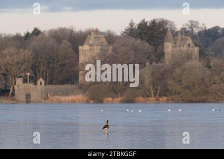 Il lago ghiacciato di Skene con un'oca Greylag singola (Anser Anser) che attraversa il ghiaccio verso le Dunecht Estate Gatehouse Towers Foto Stock