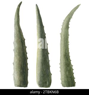 Set di foglie di aloe con illustrazione ad acquerello, disegnato a mano. Succulento, botanico, disegnato a mano. Isolato su sfondo bianco. Per adesivo, carta da parati, decoro Foto Stock
