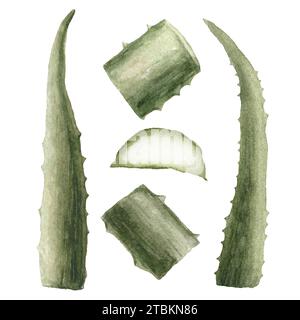 Illustrazione ad acquerello con foglie di aloe, disegnata a mano. Succulento tagliato, botanico. Isolato su sfondo bianco. Per confezionamento, confezionamento di carta. Alto Foto Stock