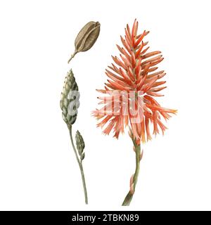 Set di acquerelli di fiori rossi di aloe, semi, gemme isolate su sfondo bianco. disegno botanico a mano, disegno realistico per carte, confezione, design, prodotto Foto Stock