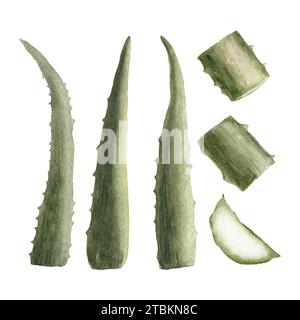 Le foglie di aloe illustrano l'acquerello, le foglie di aloe affettate, disegnate a mano, botaniche. Isolato su sfondo bianco per imballaggio, carta da imballaggio. Foto Stock