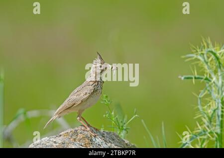 Lark crestato (Galerida cristata) su una roccia con insetti in bocca. Sfondo verde sfocato. Foto Stock