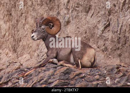 Bighorn Sheep della mia estate a Jasper. Stava adagiando un muro di roccia che sovrastava il suo gregge sotto. Foto Stock