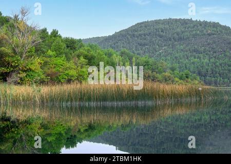 Paesaggio con cintura di canne nel Parco Nazionale di Krka, Croazia Foto Stock