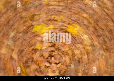 Acero giallo (Acer) e foglie marroni di faggio di rame (Fagus sylvatica) e sul fondo forestale, foglie autunnali, effetto di pulizia circolare, astratto Foto Stock