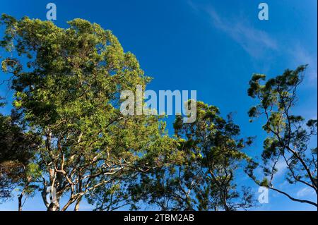 Eucalyptuses (Eucalyptus), albero, eucalipto, flora, sulla costa orientale, Queensland, Australia Foto Stock