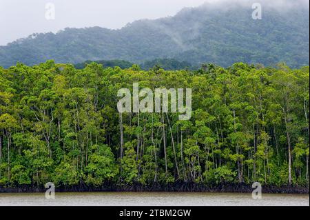 Foresta di mangrovie, foresta pluviale, foresta tropicale, tropicale, Daintree River, Cape Triulation, Port Douglas, Australia Foto Stock