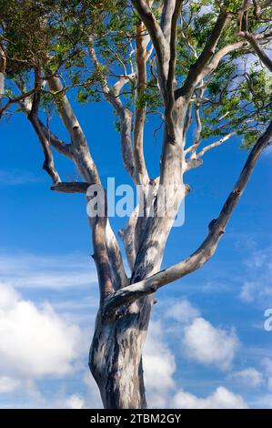 Eucalyptuses (Eucalyptus), albero, eucalipto, flora, sulla costa orientale, Queensland, Australia Foto Stock