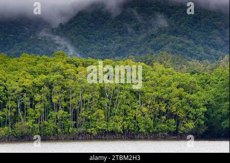 Foresta di mangrovie, foresta pluviale, foresta tropicale, tropicale, Daintree River, Cape Triulation, Port Douglas, Australia Foto Stock