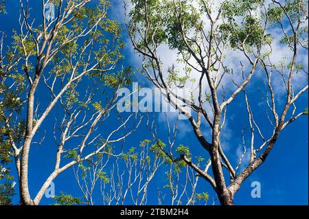 Eucalyptuses (Eucalyptus), albero, eucalipto, flora, sulla costa orientale, Queensland, Australia Foto Stock