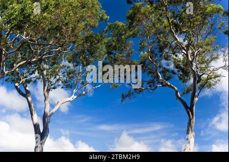 Eucalyptuses (Eucalyptus), albero, eucalipto, flora, sulla costa orientale, Queensland, Australia Foto Stock