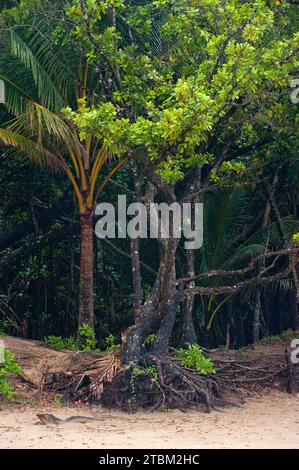 Foresta di mangrovie, foresta pluviale, foresta tropicale, tropicale, Daintree River, Cape Triulation, Port Douglas, Australia Foto Stock