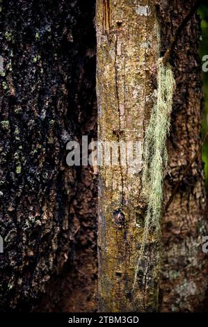 Struttura, modello, depositi, patina, arte, natura, arte naturalistica su alberi tropicali, foresta pluviale, clima, Australia Foto Stock