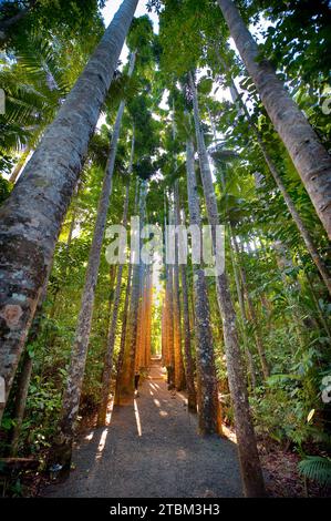 Kauri (Agathis australis) alla luce della sera, foresta pluviale, foresta, albero, tropici, Tropical, Paronella Park, Innisfail, Queensland, Australia Foto Stock