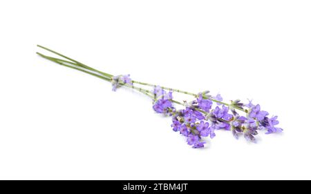 Bellissimi fiori di lavanda aromatici isolati su bianco Foto Stock