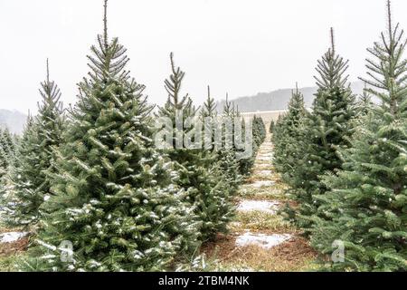 Alberi di Natale innevati presso la fattoria Tree nella contea di Berks, Pennsylvania Foto Stock