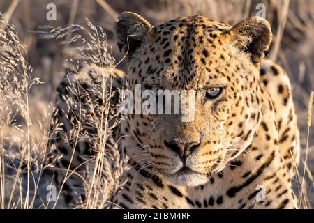 Leopardo (Panthera pardus) Onguma riserva di caccia privata, Etosha, Namibia Foto Stock