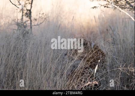 Leopardo (Panthera pardus) Onguma riserva di caccia privata, Etosha, Namibia Foto Stock