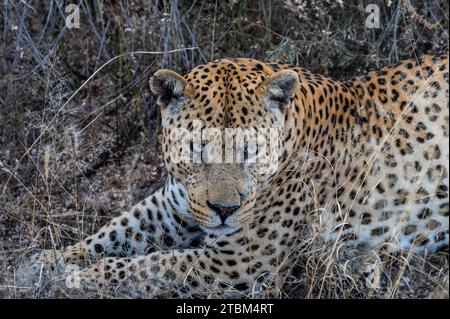 Leopardo (Panthera pardus) Onguma riserva di caccia privata, Etosha, Namibia Foto Stock