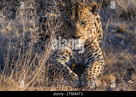 Leopardo (Panthera pardus) Onguma riserva di caccia privata, Etosha, Namibia Foto Stock